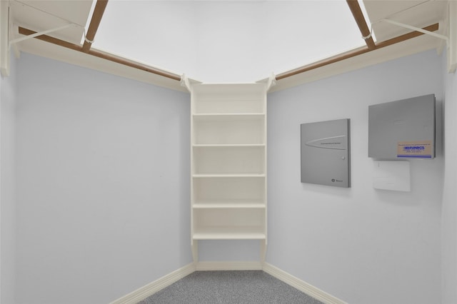 spacious closet with carpet floors