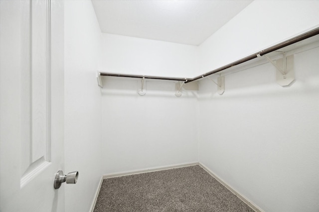 spacious closet featuring carpet