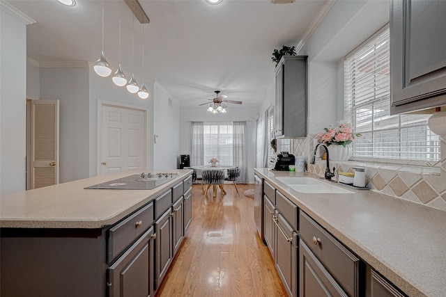 kitchen featuring a sink, black electric cooktop, a ceiling fan, light wood-type flooring, and gray cabinetry