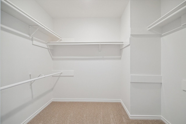walk in closet with carpet flooring