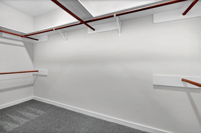 walk in closet featuring carpet floors