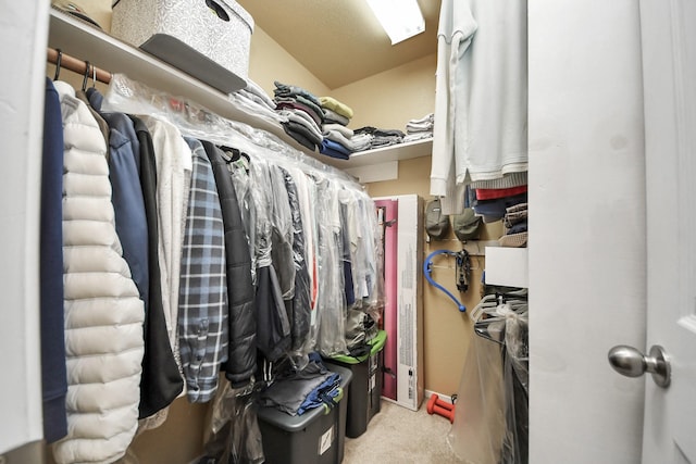 spacious closet featuring carpet