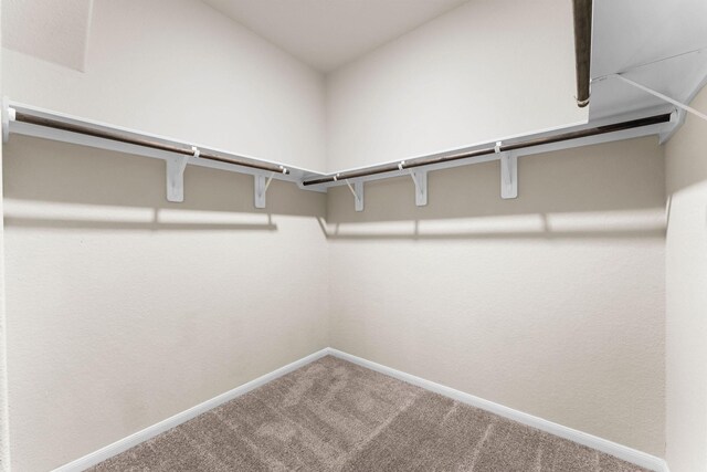 spacious closet featuring carpet floors