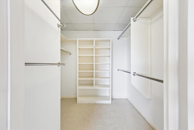 spacious closet with carpet floors and a drop ceiling