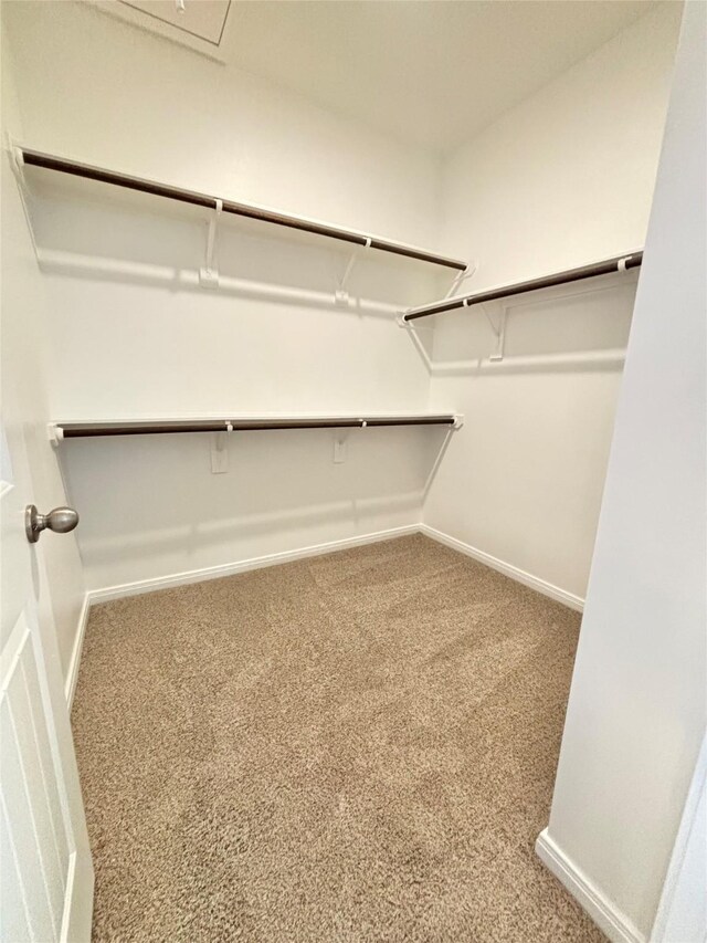 walk in closet with carpet flooring