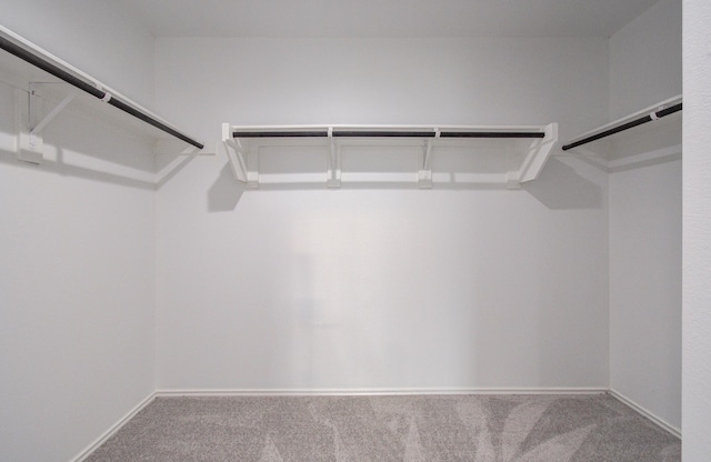 walk in closet with carpet flooring