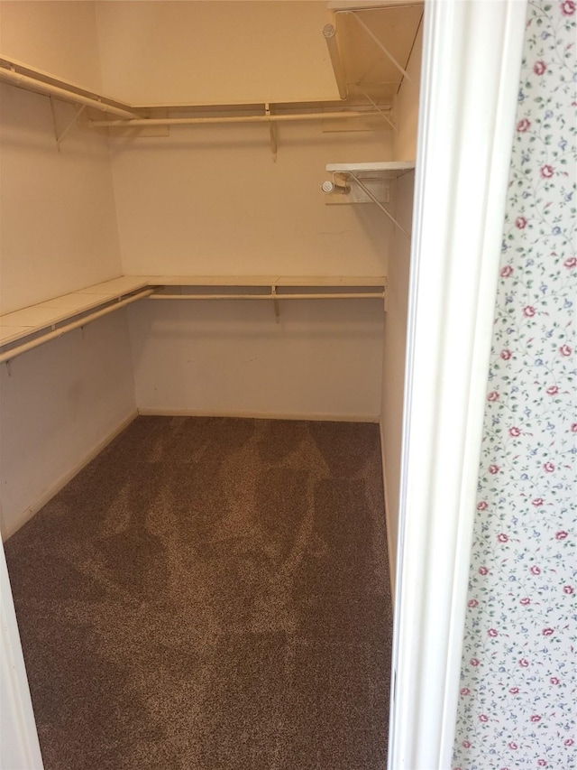 walk in closet featuring carpet floors