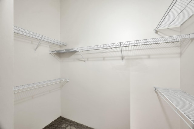 spacious closet with carpet