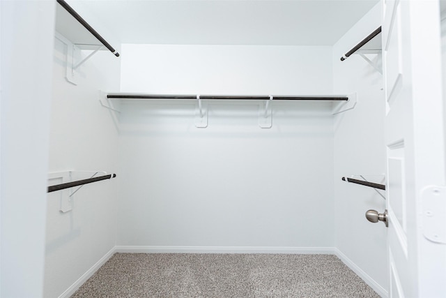 walk in closet with carpet floors