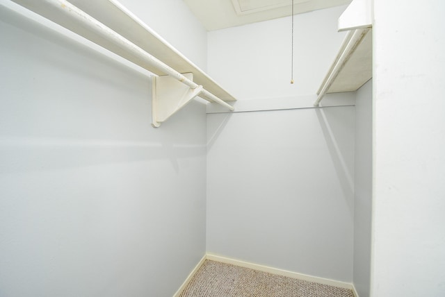 walk in closet featuring carpet floors