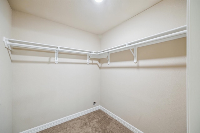 spacious closet featuring carpet