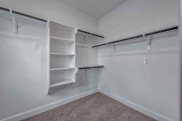 walk in closet featuring carpet floors