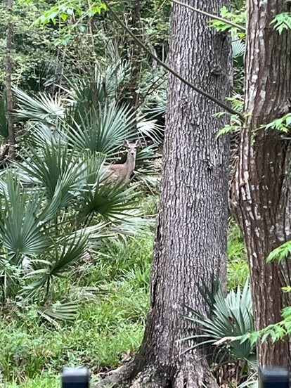 1302 Royal Sands Ln, Houston, TX 77345 - view of undeveloped land