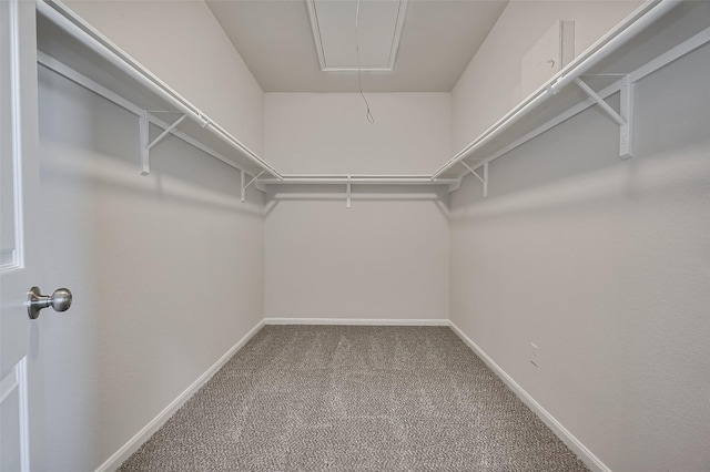 24114 Morrison Ln, Katy, TX 77493 - walk in closet with attic access and carpet