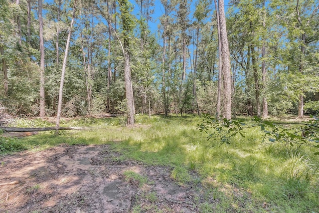 view of local wilderness
