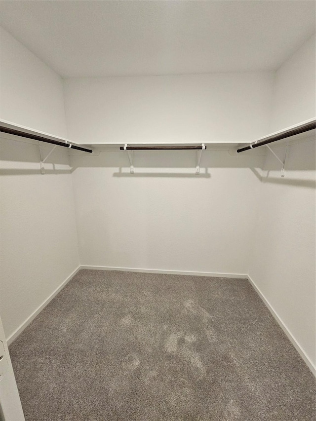 walk in closet featuring carpet flooring
