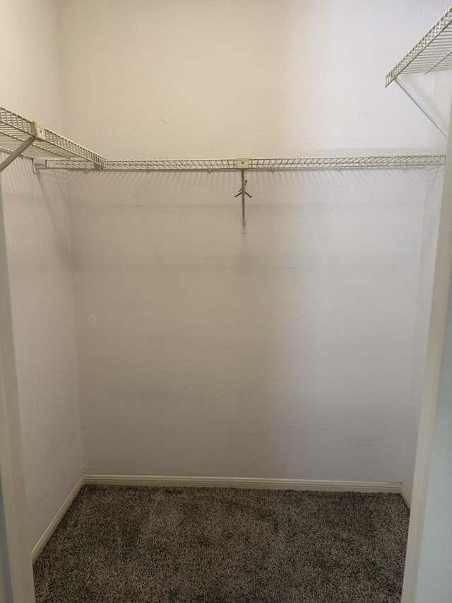 spacious closet with carpet