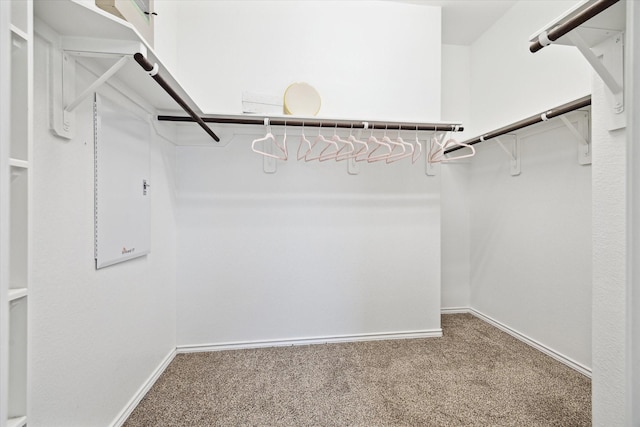 walk in closet with carpet floors
