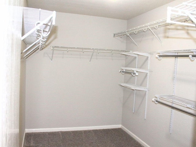 walk in closet featuring carpet