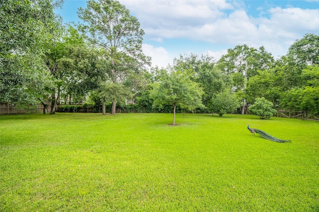 522 Rancho Bauer Dr, Houston, TX 77079 - view of yard