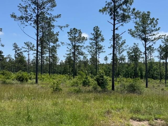 TBD38 Reveille Rd, Livingston, TX 77351 - photo 2