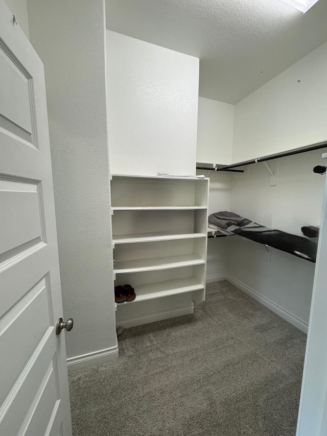 7010 Goldstrum Way, Katy, TX 77493 - walk in closet with carpet flooring