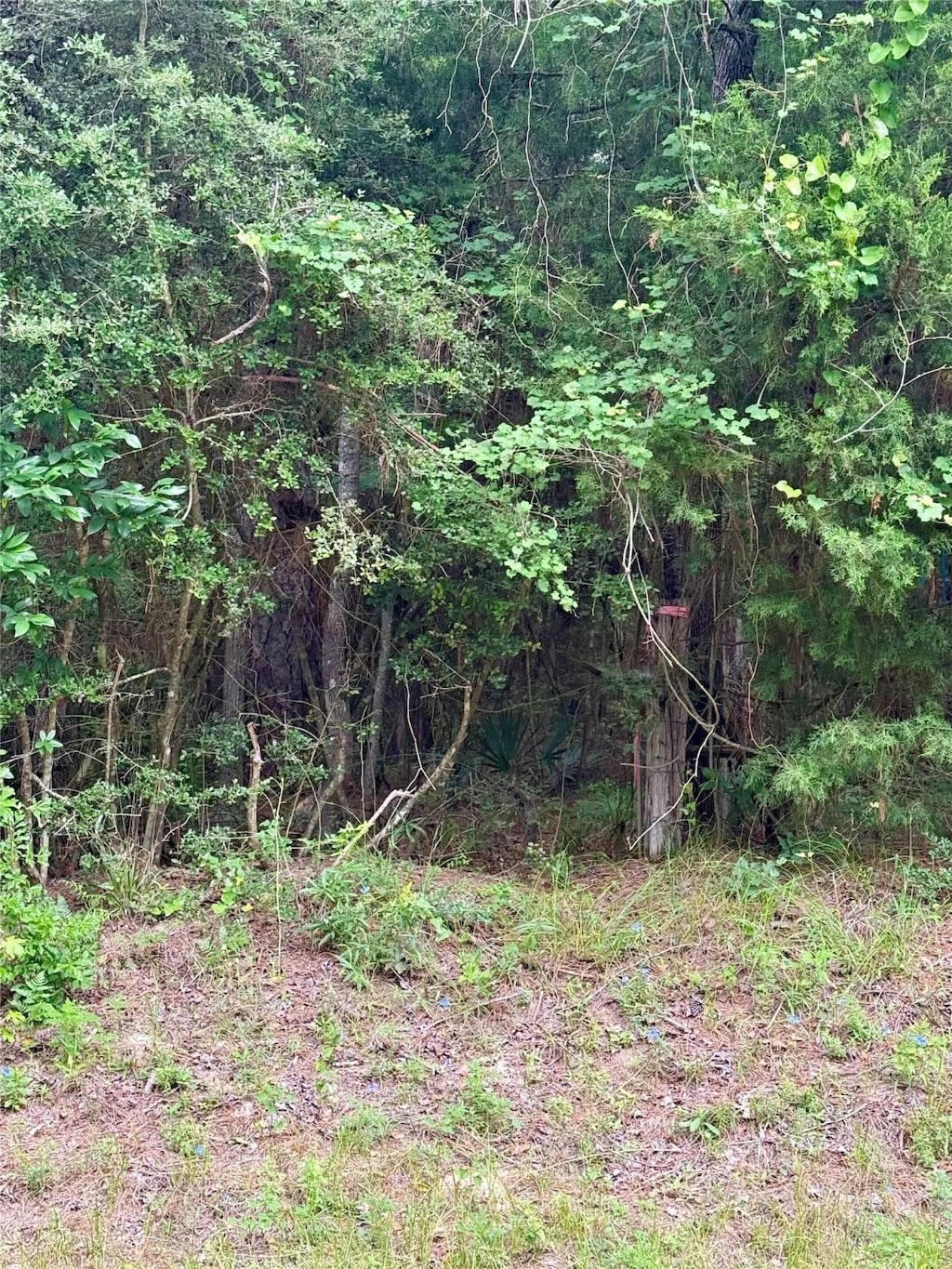 19300 Mount Pleasant Rd, Montgomery, TX 77356 - photo 3