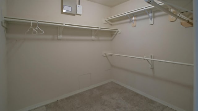 spacious closet featuring carpet flooring