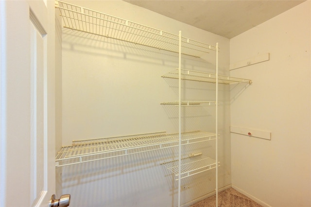 walk in closet featuring carpet floors