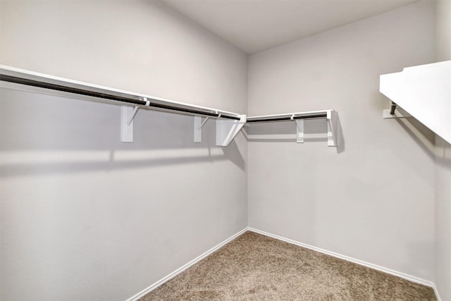 walk in closet with carpet floors