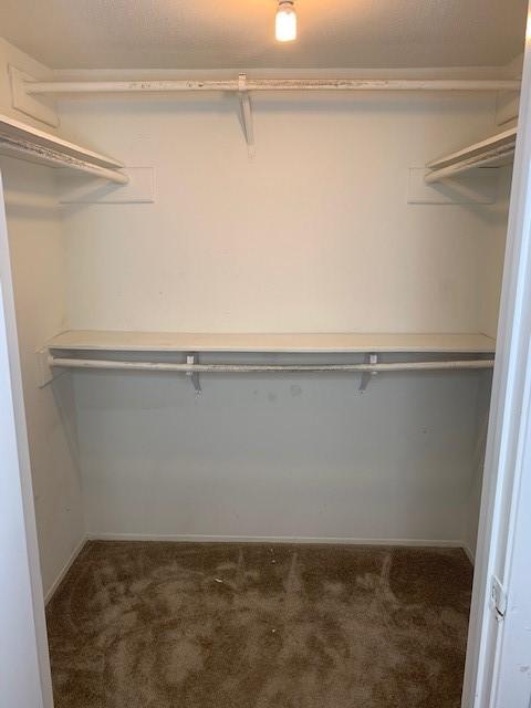 walk in closet featuring carpet flooring