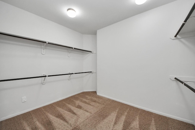 walk in closet with carpet floors