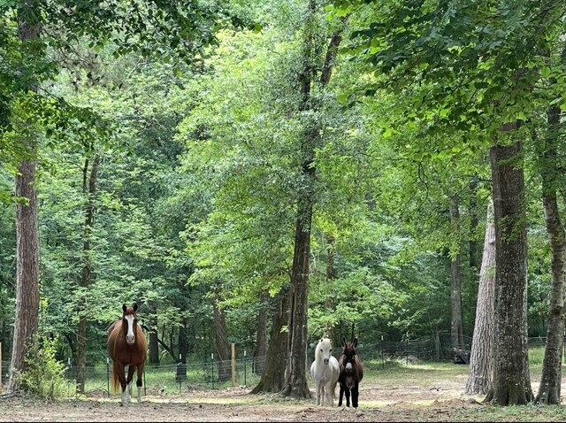 41103 Mill Creek Rd, Magnolia, TX 77354 - view of wooded area