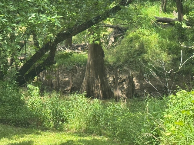 12215 Fm 442nd Rd, Boling, TX 77420 - view of local wilderness