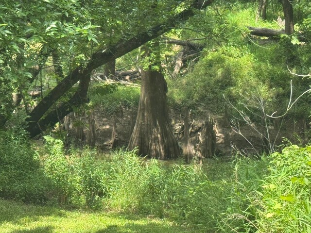 12215 Fm 442nd Rd, Boling, TX 77420 - view of undeveloped land