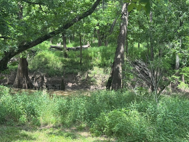 12215 Fm 442nd Rd, Boling, TX 77420 - view of wooded area