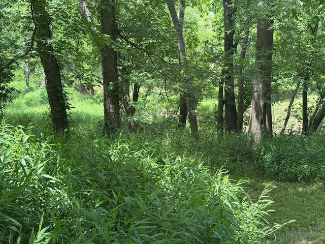 12215 Fm 442nd Rd, Boling, TX 77420 - view of tree filled area