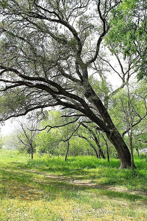 TBD Scott Rd, Weimar, TX 78962 - photo 3