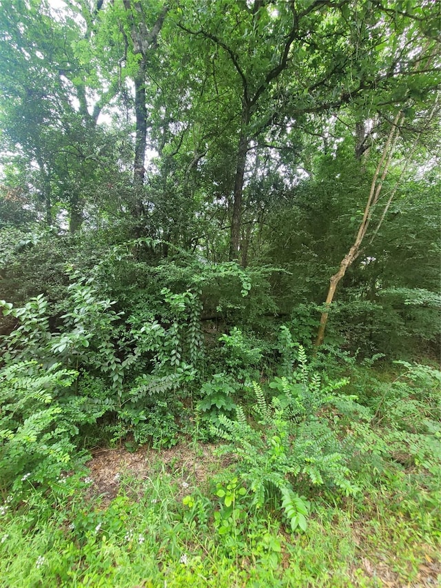 20 Shannon St, Huntsville, TX 77320 - view of woods