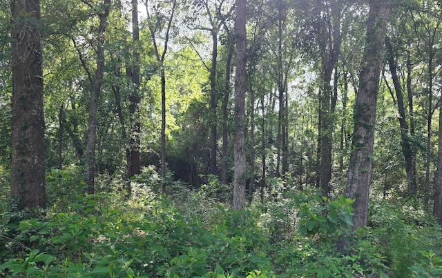 14068 Tower Glen Dr, Conroe, TX 77306 - view of wooded area