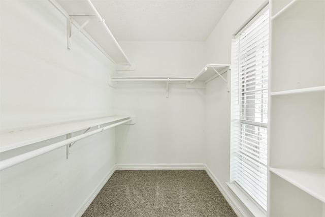 28902 Twisted Oak Dr, Shenandoah, TX 77381 - spacious closet featuring carpet flooring
