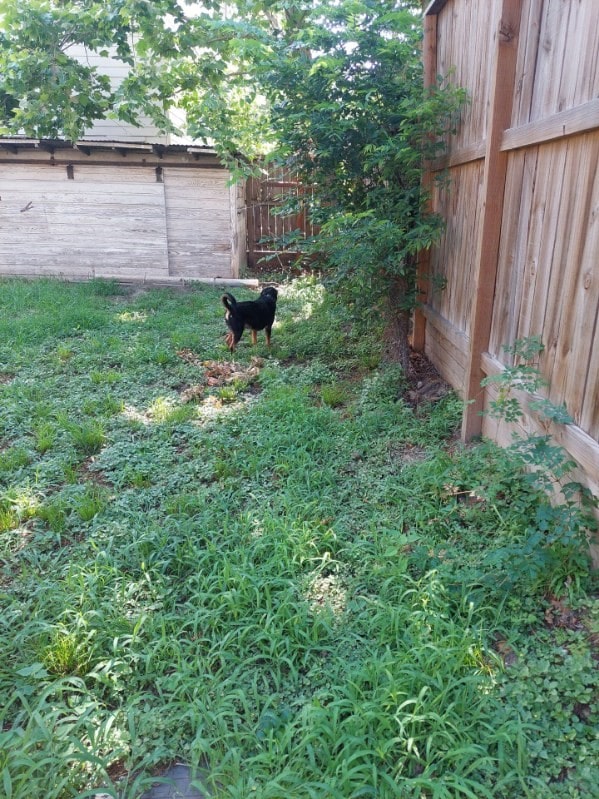 5114 Eigel St, Houston, TX 77007 - view of yard