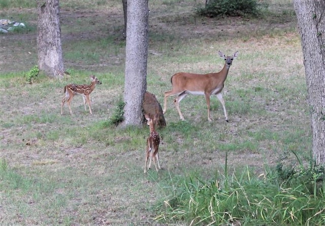 LOT39 Tejas Trl, Grapeland, TX 75844