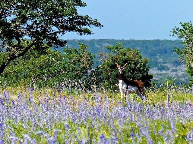 220 Rattlesnake Rd, Junction, TX 76849