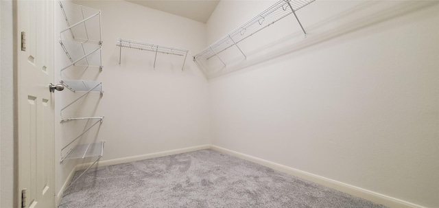 10208 Forest Spring Ln, Pearland, TX 77584 - walk in closet featuring carpet flooring