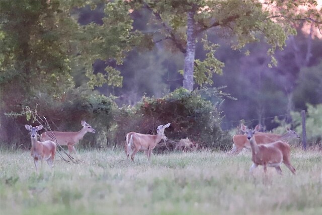 312 Fm 391, Wheelock, TX 77859 - photo 18
