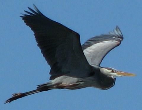 2 Little Torch, Hitchcock, TX 77563