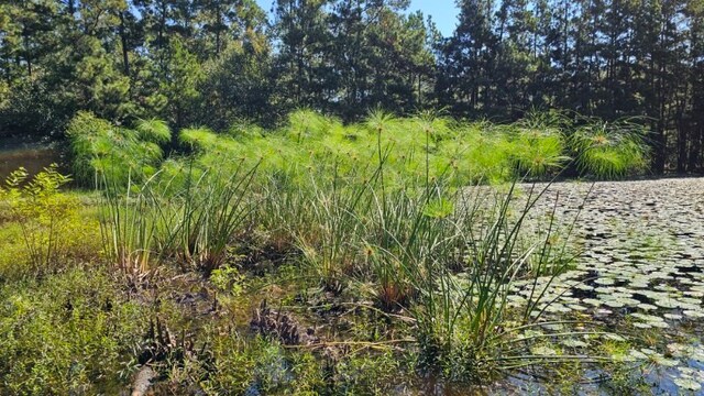 30569 Lake Rd, Waller, TX 77484 - photo 39