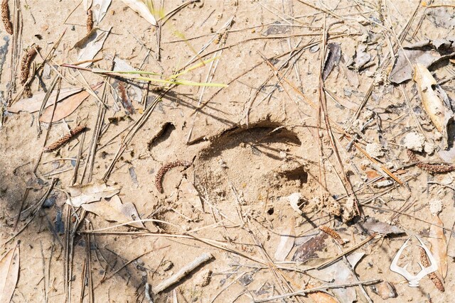 00 Fm 83, Bronson, TX 75930 - photo 27