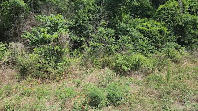 LOT15 Weeping Willow Ln, Plantersville, TX 77363